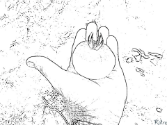 pomidor Bosib Chiqarish Uchun Bo'yash Sahifalari